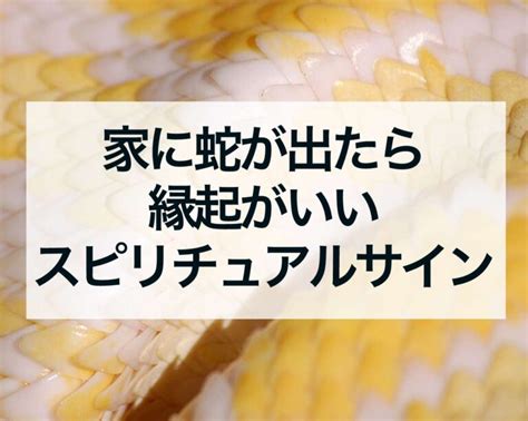 蛇風水|家に蛇が出たら縁起が良い？玄関に蛇は？スピリチュ。